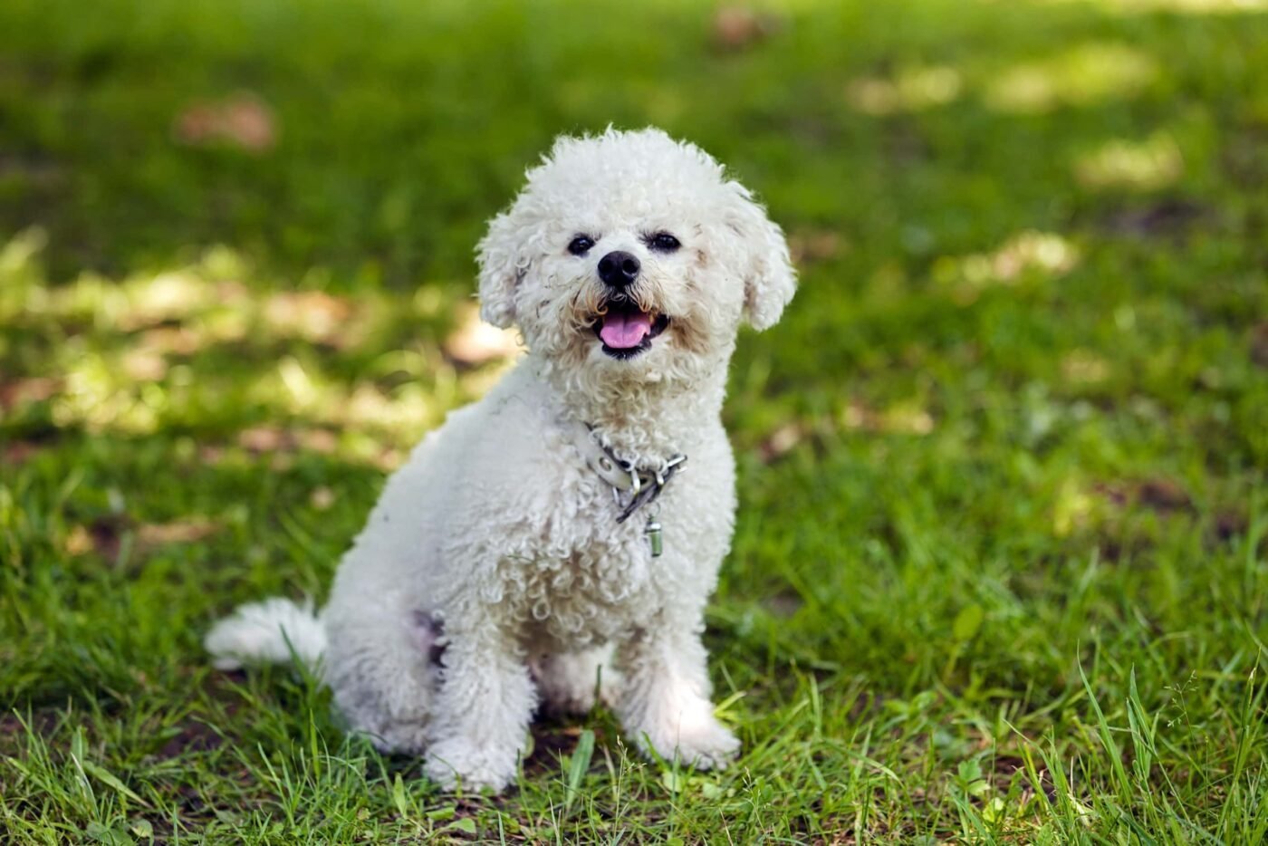 About Pets Services Ireland